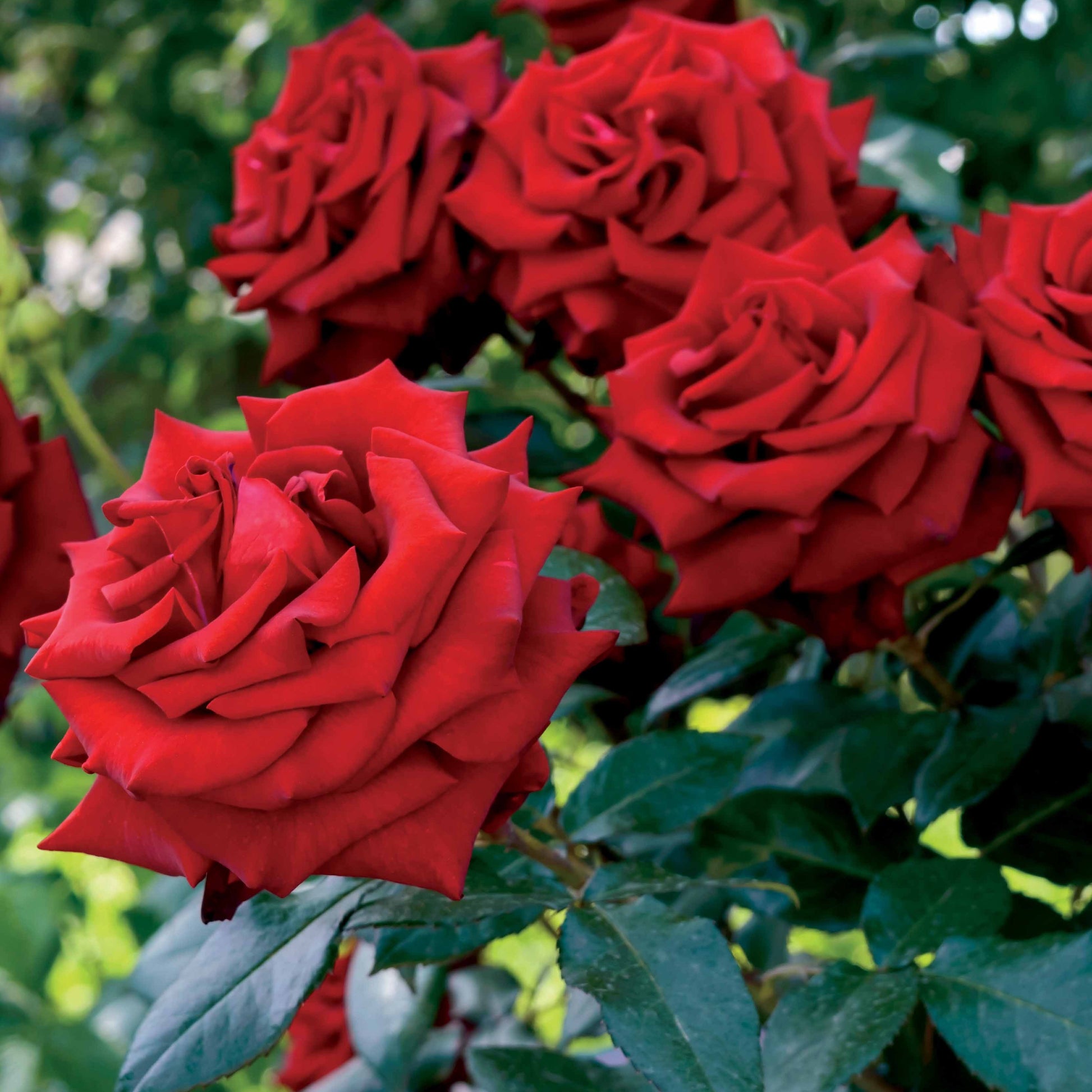 Rosier buisson rouge vif - Rosa - Bakker
