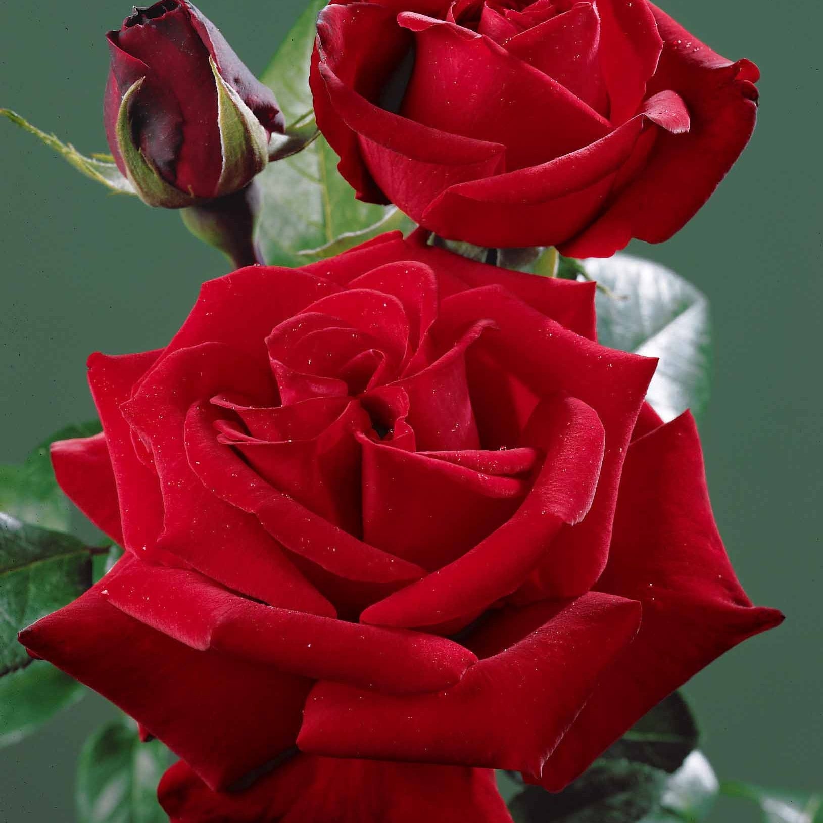 Rosa - Rosier buisson rouge vif - Rosiers - racines nues