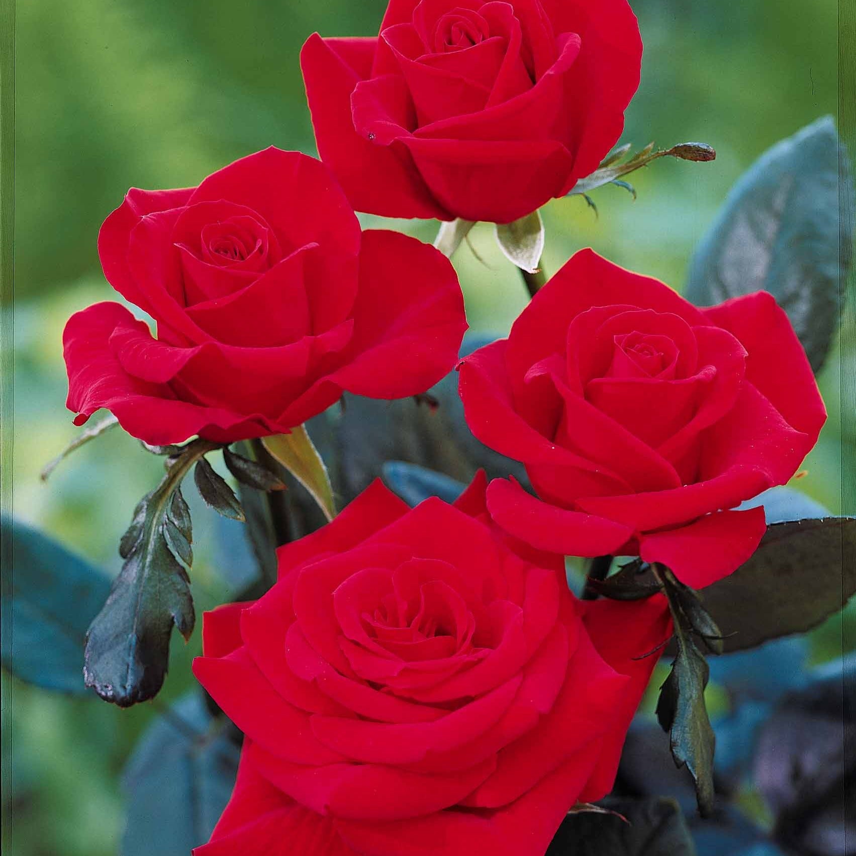 Rosier Oklahoma - Rosa oklahoma - Bakker