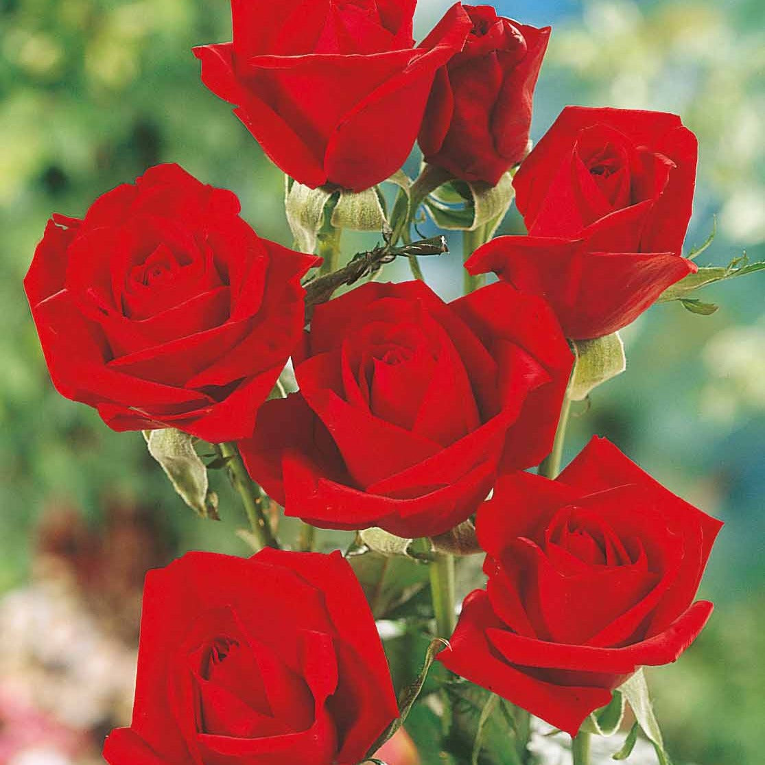 Rosa oklahoma - Rosier Oklahoma - Rosiers - racines nues