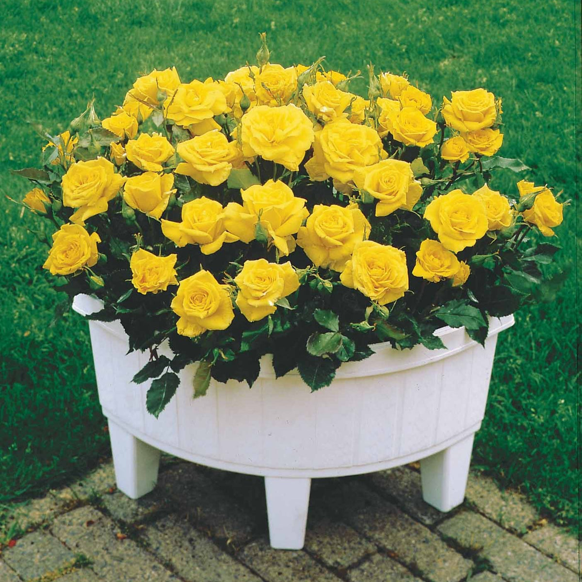 Vente Collection de 3 mini-rosiers Randilla : rouge, jaune , rose