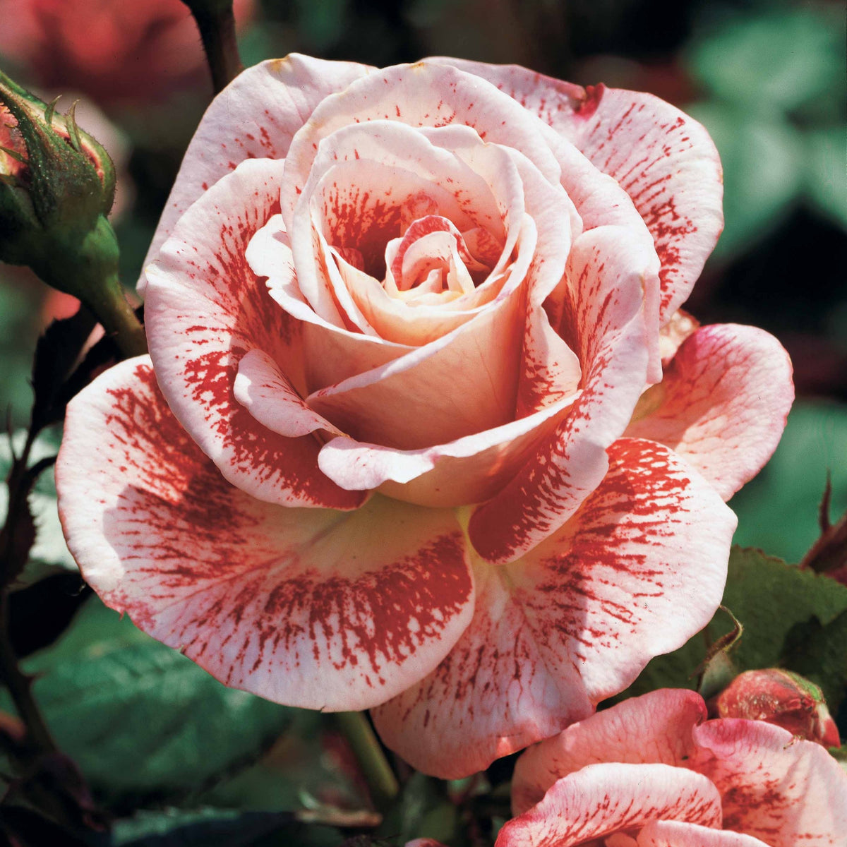 Rosier buisson Famosa - Bakker