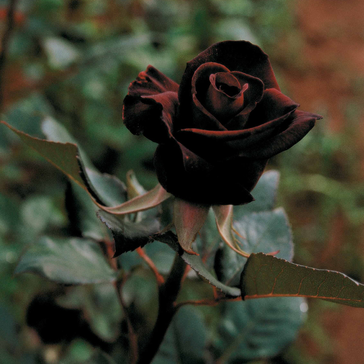 Rosiers - Rosier buisson Black Baccara ® Meidebenne - Rosa Black Baccara ®