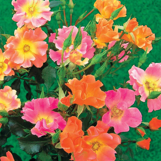 3 Rosiers couvre-sols Happy Chappy - Bakker