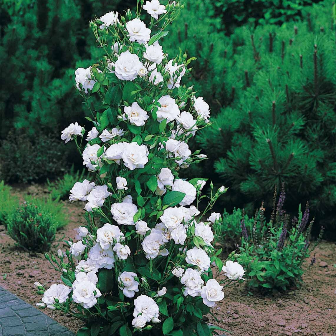 Rosier arbuste Korbin - Rosa korbin - Bakker