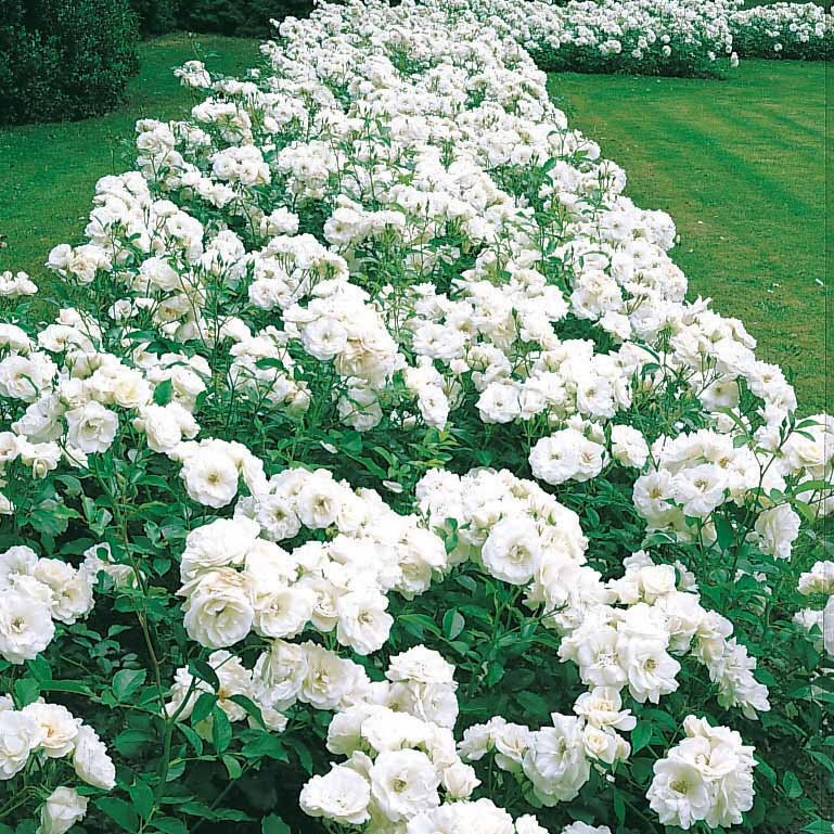 Rosier Princesse de Galles ® Hardinkum - Rosa floribunda princesse de galles ® hardinkum - Bakker