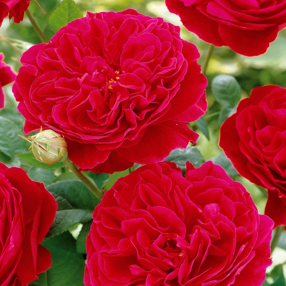 Rosier floribunda Red Leonardo da Vinci ® Meiangele - Rosa floribunda Red Leonardo Da Vinci ® Meiangele - Bakker