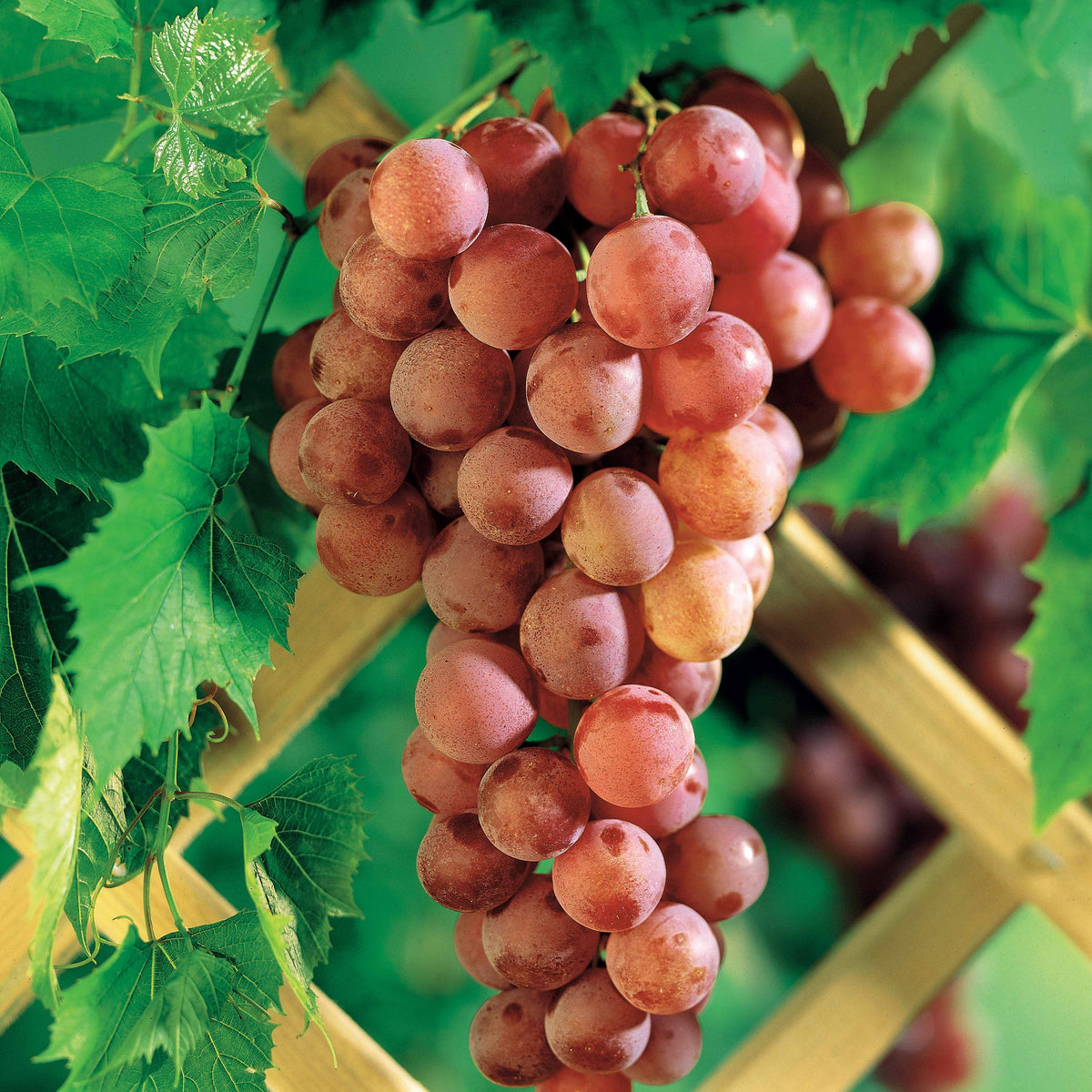Vigne Chasselas rose - Vitis vinifera Chasselas rose - Bakker