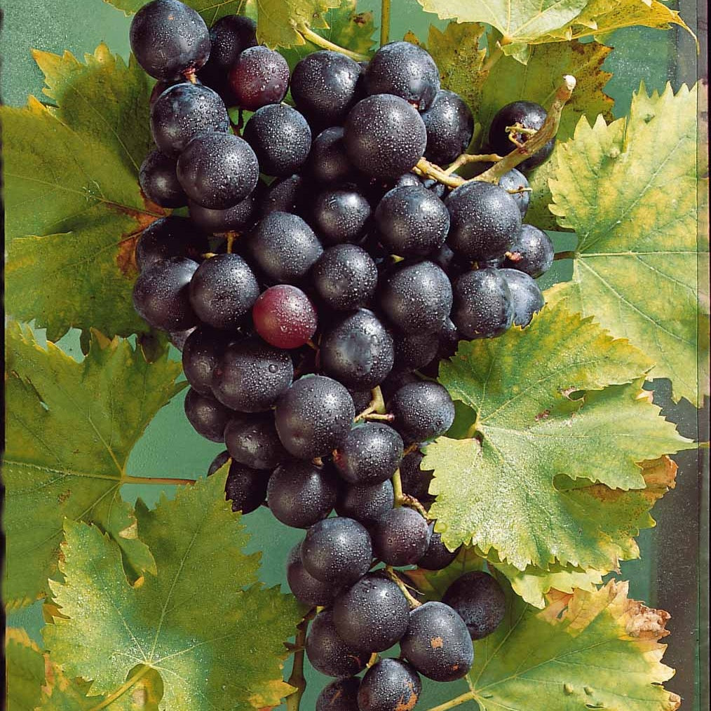 Vigne Muscat de Hambourg - Vitis vinifera muscat de hambourg - Bakker