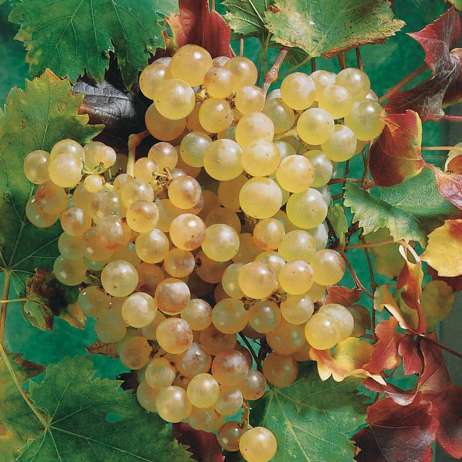 Vitis vinifera chasselas de fontainebleau - Vigne Chasselas de Fontainebleau - Vigne