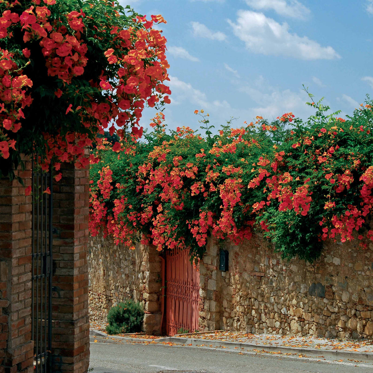 Bignone Madame Galen - Campsis radicans x tagliabuana Madame Galen - Bakker