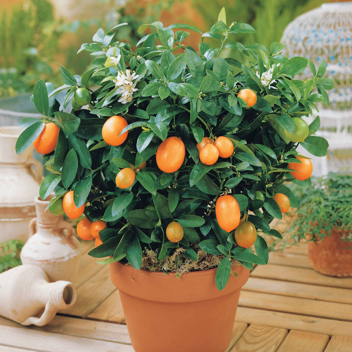 Kumquat - Fortunella margarita - Bakker