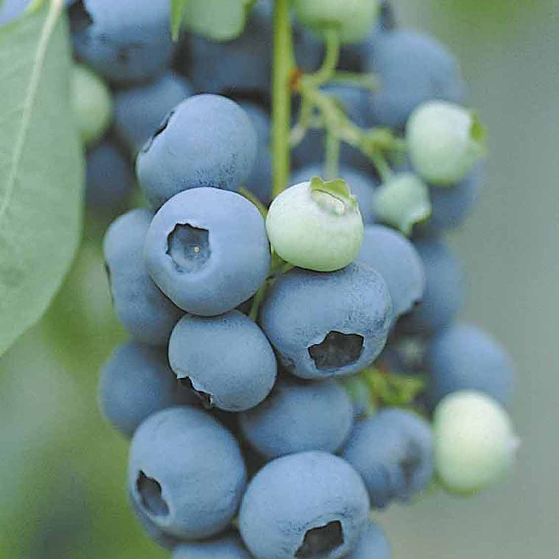 Vente Myrtillier Vitaminos