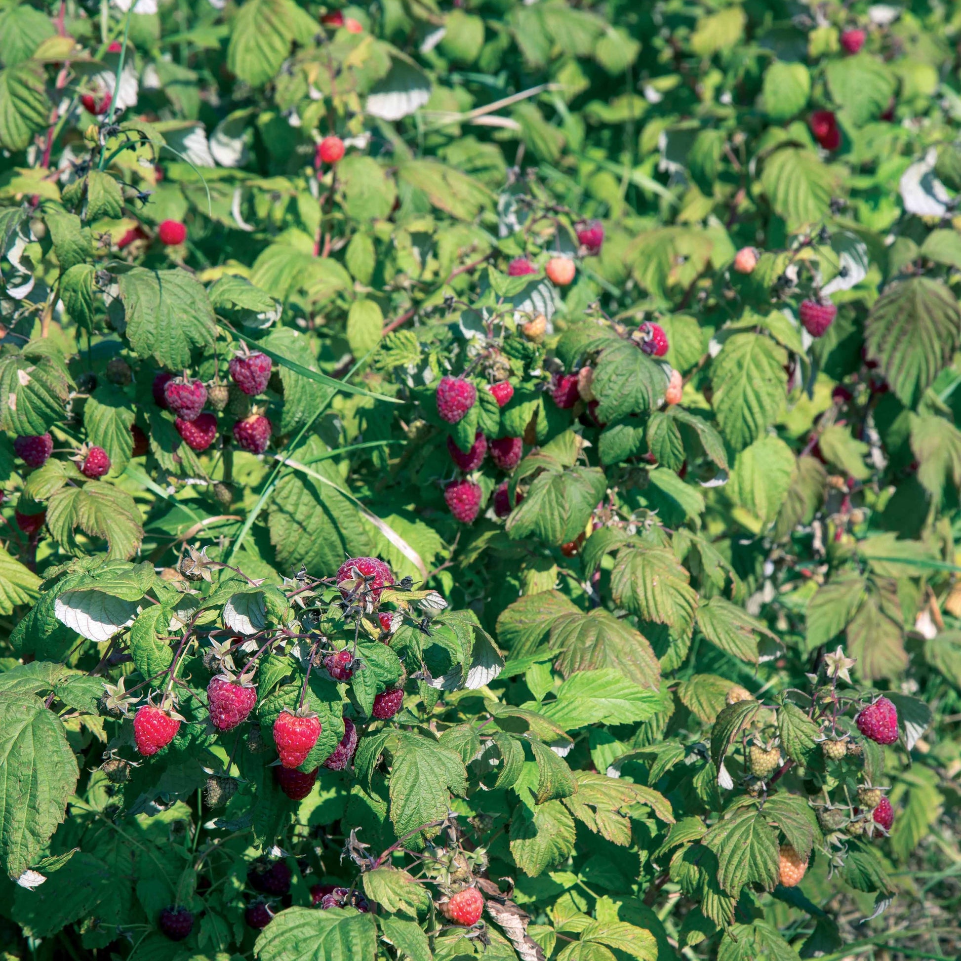 Rubus idaeus Heritage - Framboisier remontant Heritage - Framboisiers