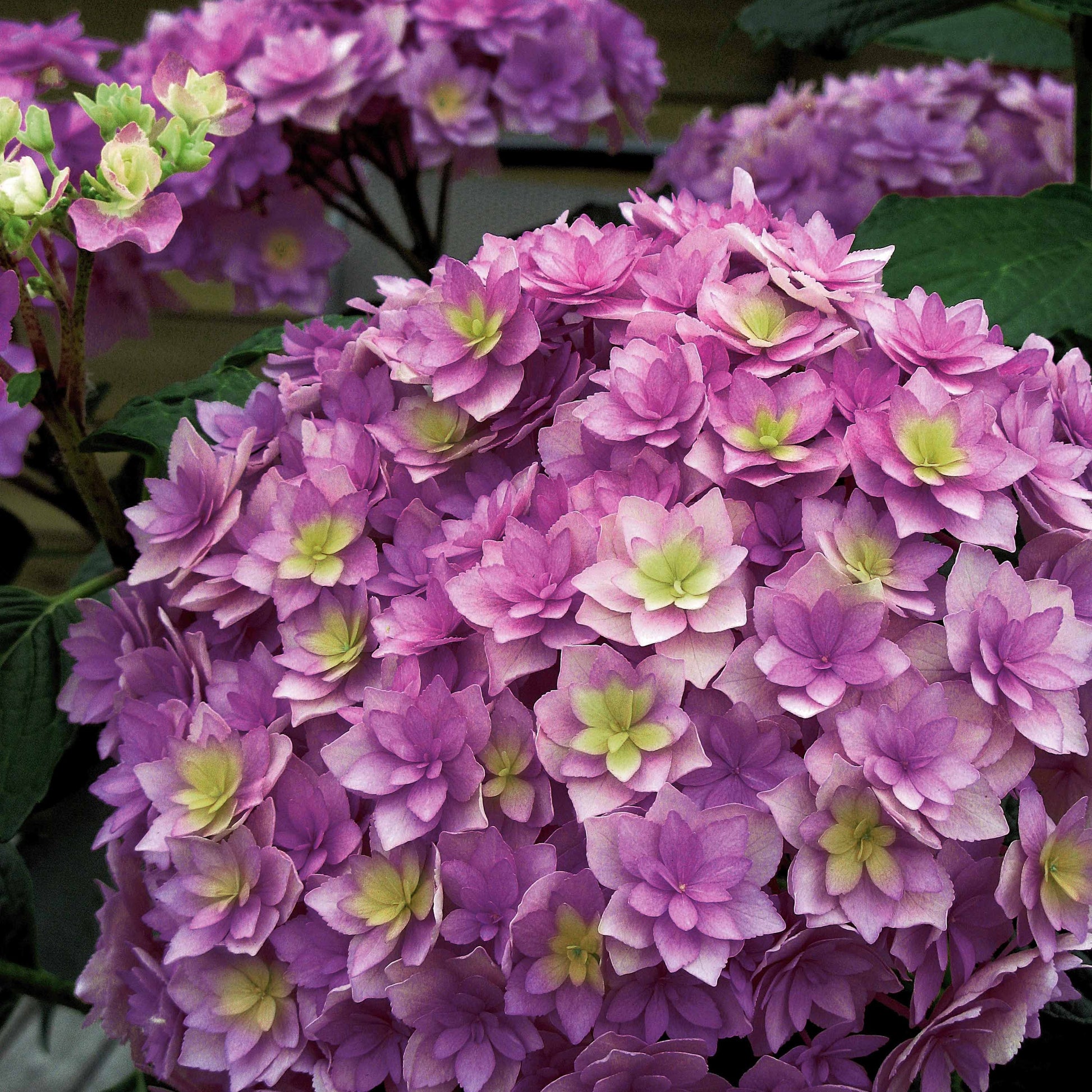 Hortensia Expression - Bakker