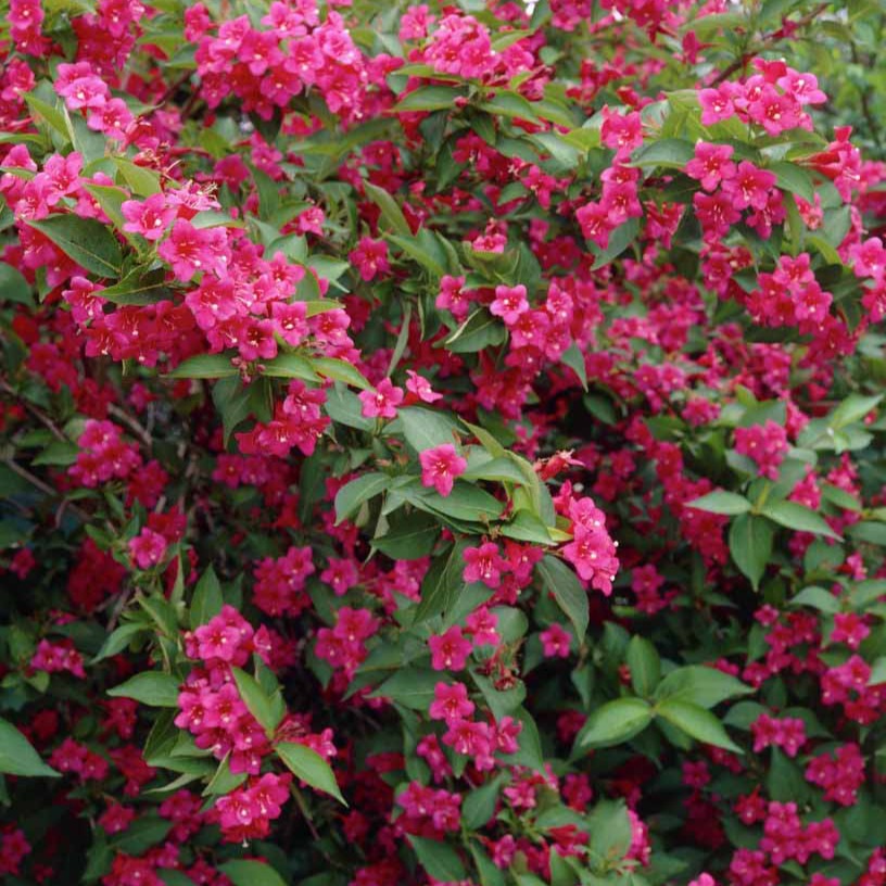 Weigelia Bristol Ruby - Weigela florida Bristol Ruby - Bakker