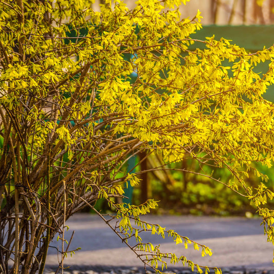 Forsythia Spectabilis - Bakker
