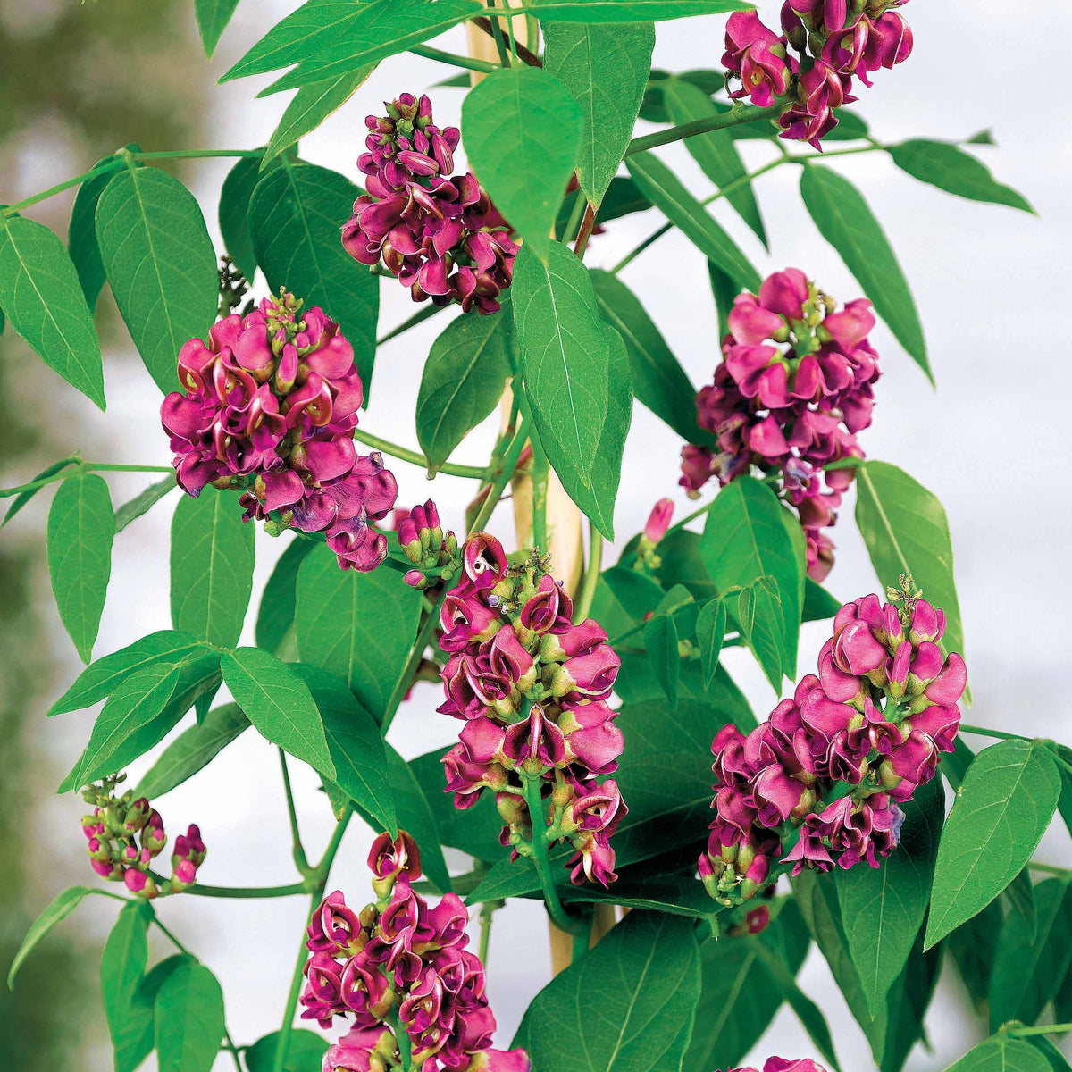 La Glycine tubéreuse - Bakker