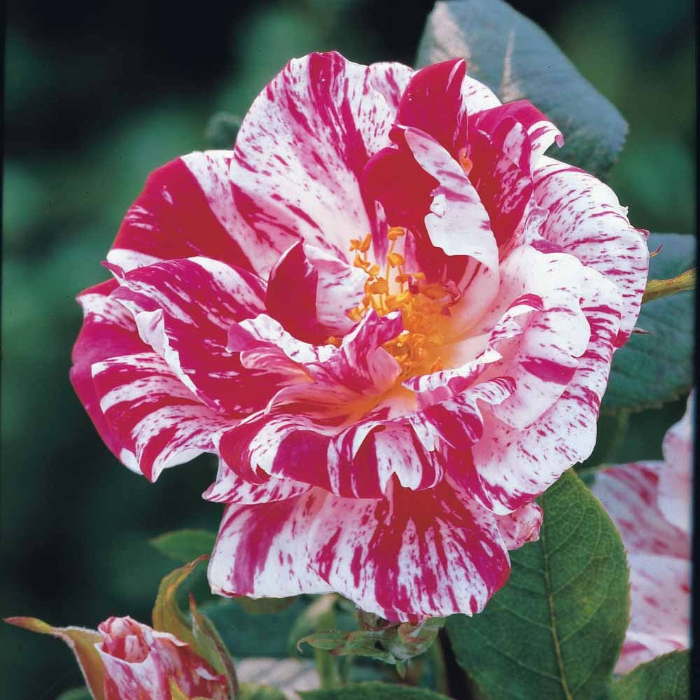 Mini-rosier sur tige Armida - Bakker