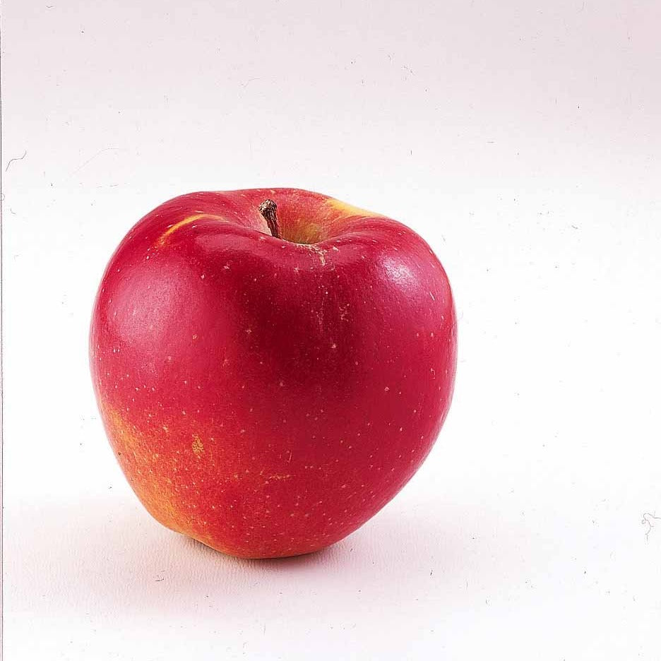 Malus domestica Braeburn - Mini-pommier Braeburn - Pommiers