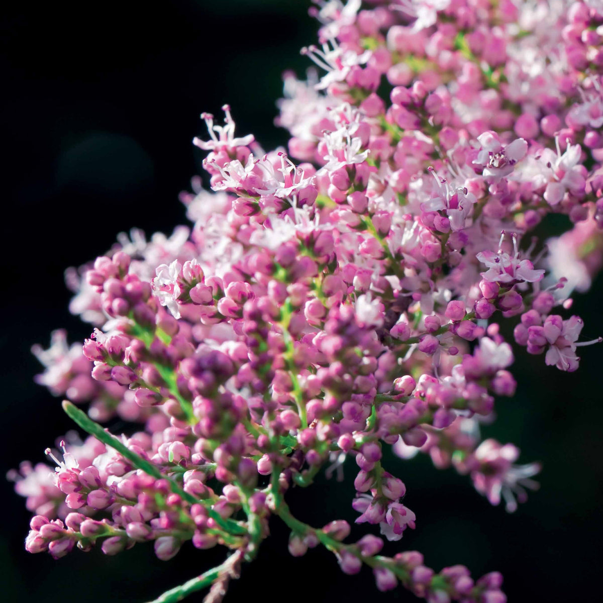 Tamarix tetrandra - Tamaris de Printemps - Arbustes fleuris