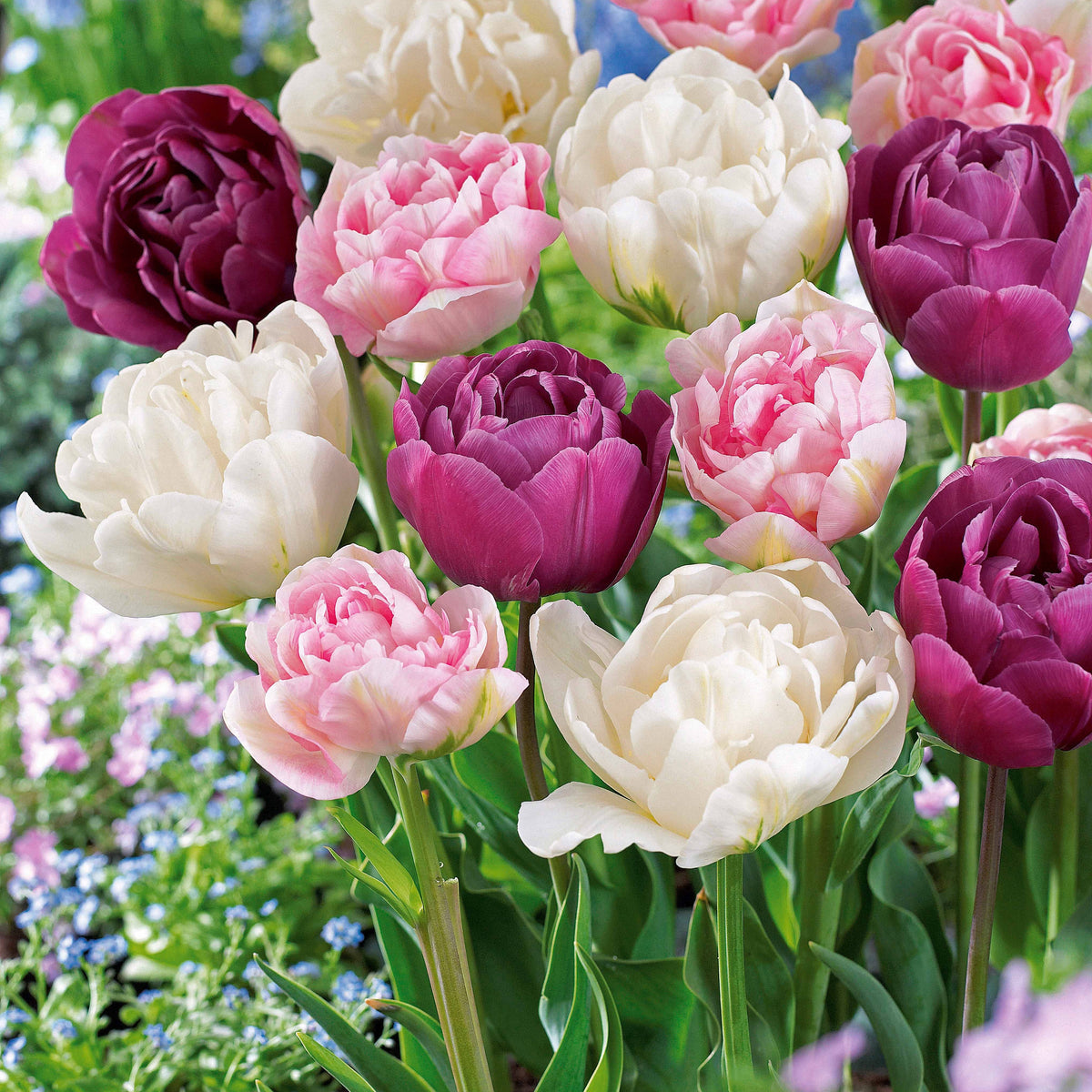 Collection de Tulipes à fleurs de pivoine - Tulipa 'Angelique', 'Exotic Emperor', 'Negrita Double' - Bakker