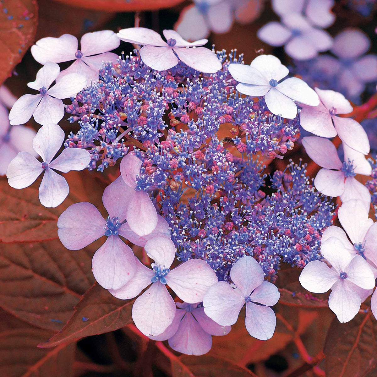 Hortensia été indien - Bakker