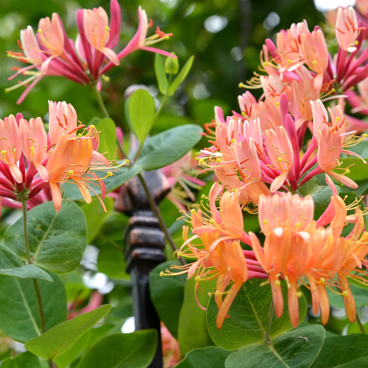 Chèvrefeuille grimpant American Beauty - Lonicera heckrottii American Beauty - Bakker