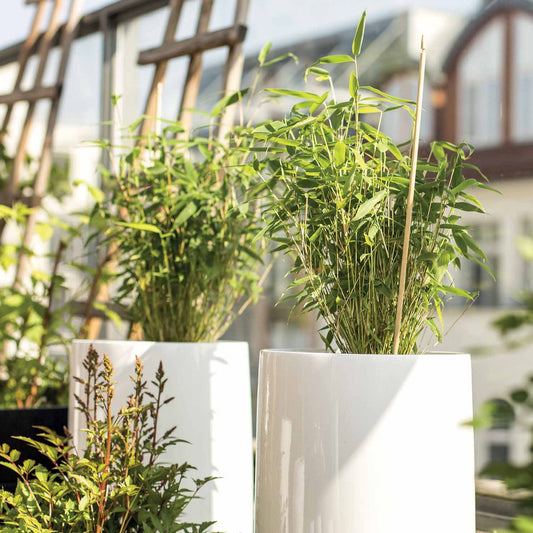 Bambou vert non-traçant - Bakker