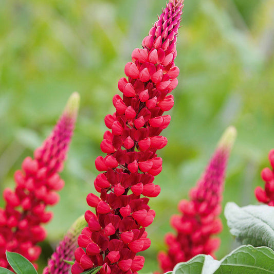 3 Lupins rouges - Bakker