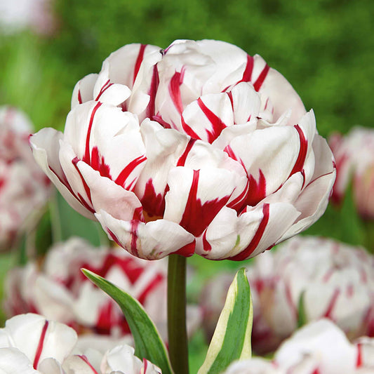 10 Tulipes à fleurs de pivoine Carnaval de Nice - Bakker