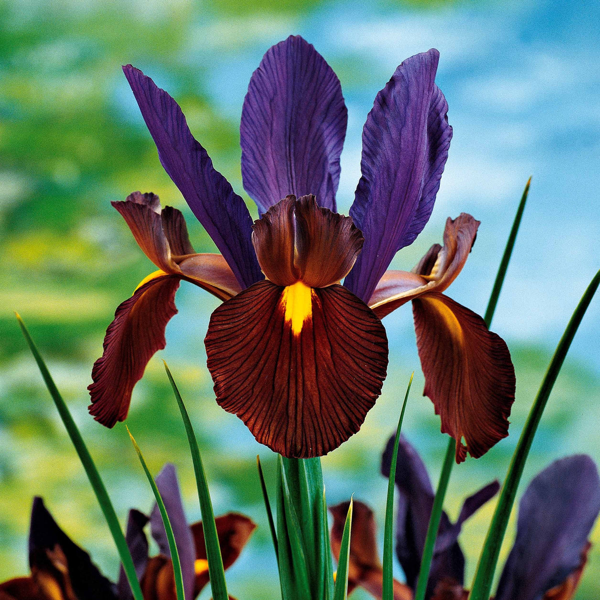 Iris hollandica Tiger Eyes - 10 Iris de Hollande Tiger Eyes - Bulbes d'Iris