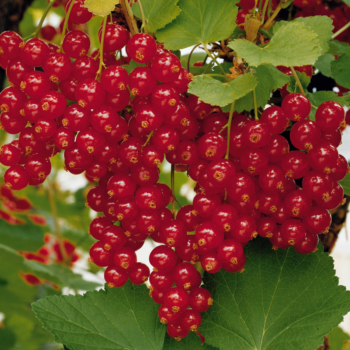 Groseillier rouge sur tige - Groseilliers - Bakker