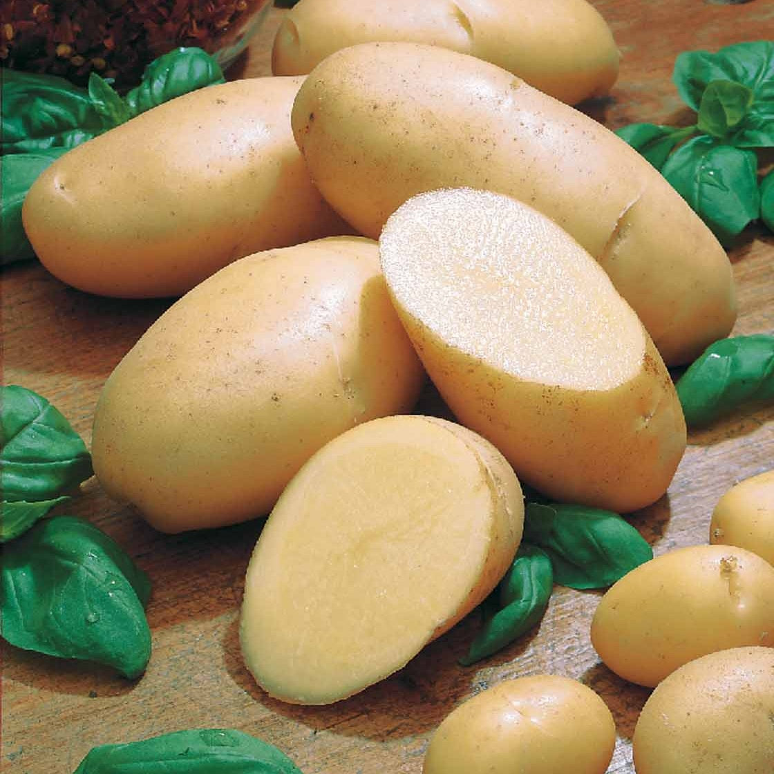 Pomme de terre Belle de Fontenay - Bakker