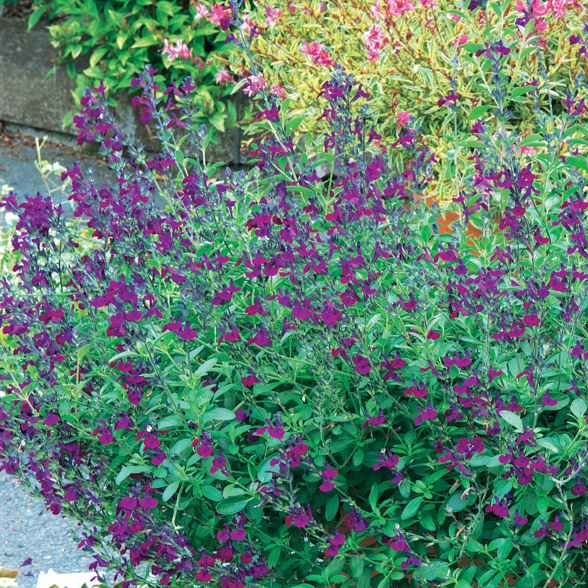 Salvia jamensis Violette de Loire ® Barsal - Sauge Violette de Loire ® - Sauges