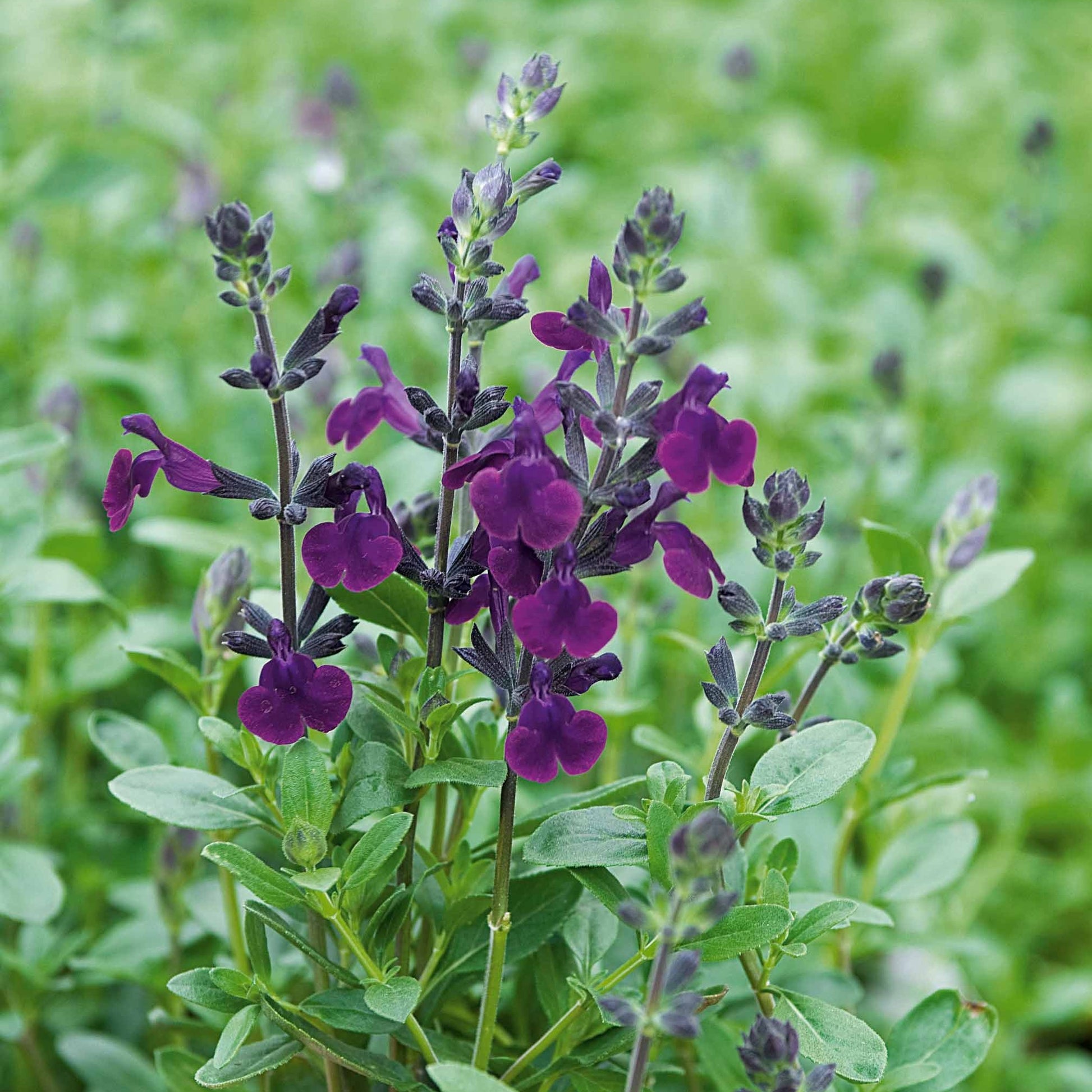 Sauges - Sauge Violette de Loire ® - Salvia jamensis Violette de Loire ® Barsal