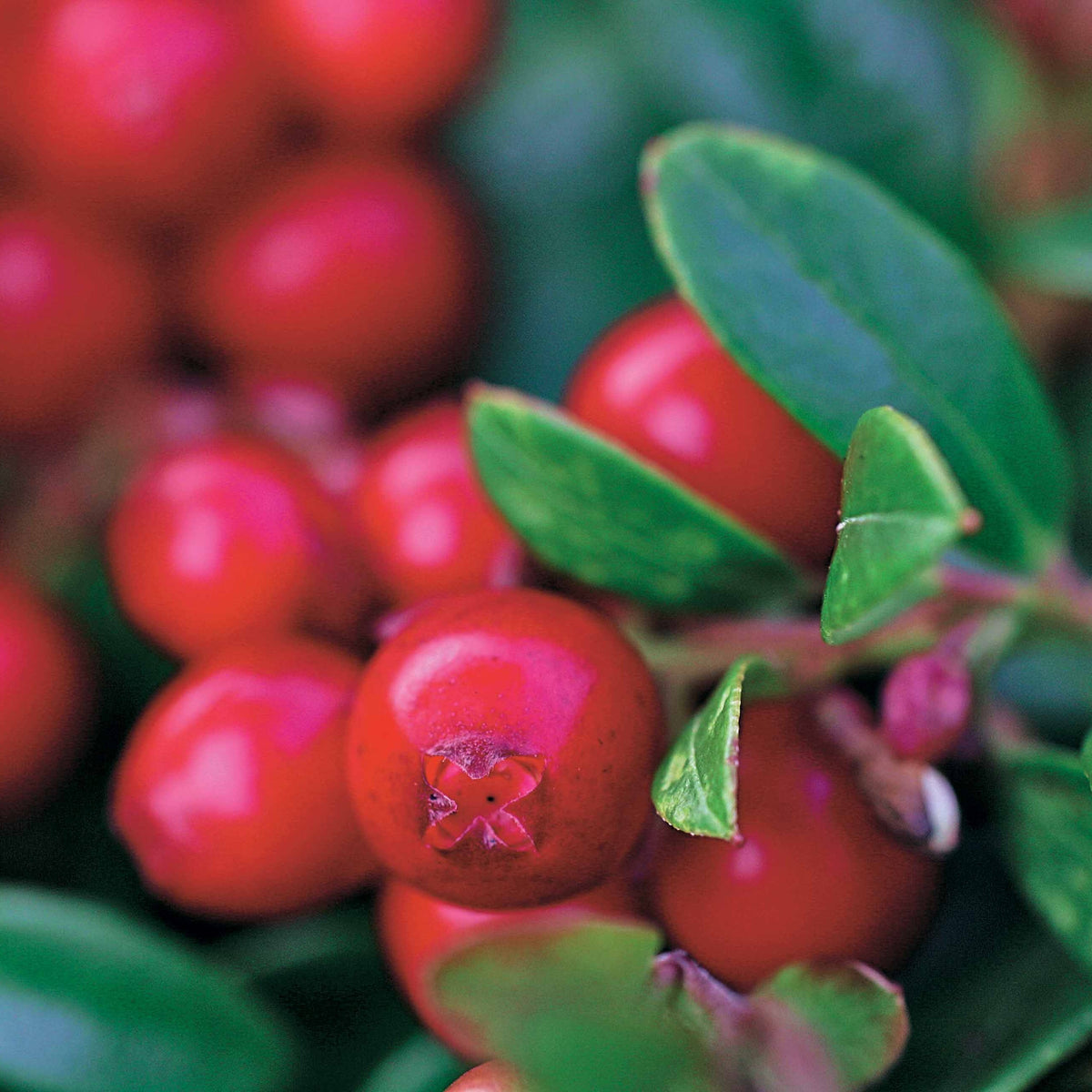 Vaccinium vitis idaea miss cherry ® (meliro) - Airelle rouge Miss Cherry ® - Myrtillers