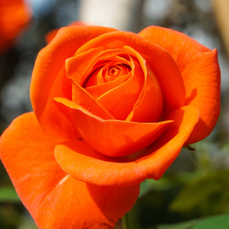 Rosier buisson orange - Rosa - Bakker