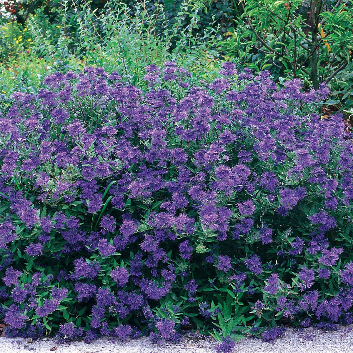 Caryopteris Oiseau bleu - Caryopteris x clandonensis Blauer Spatz - Bakker