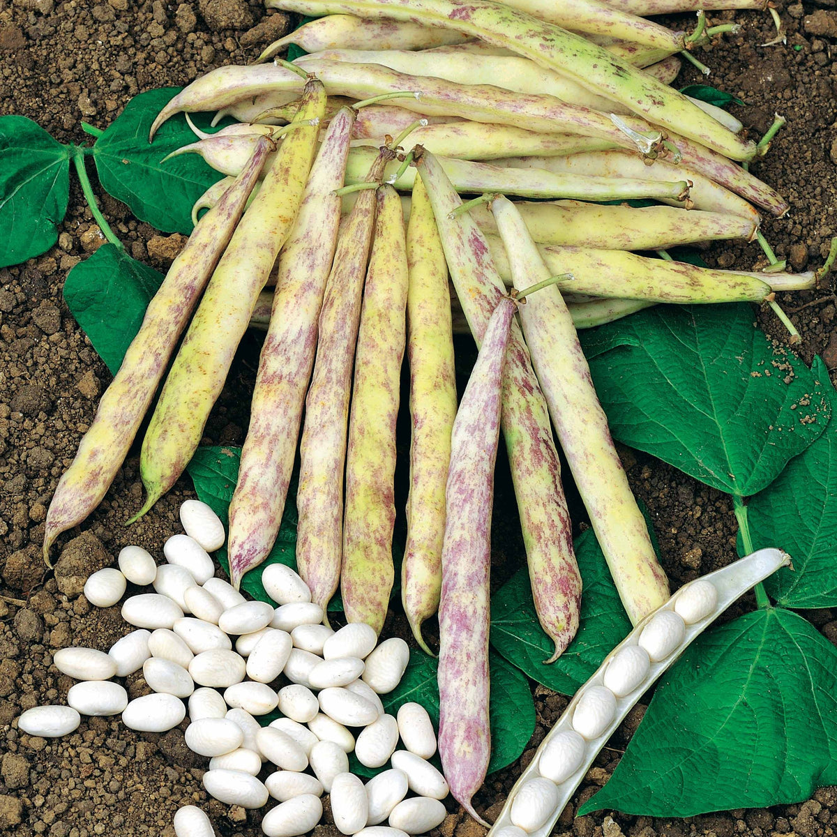 Haricot nain à écosser Cocagne - Phaseolus vulgaris cocagne - Bakker