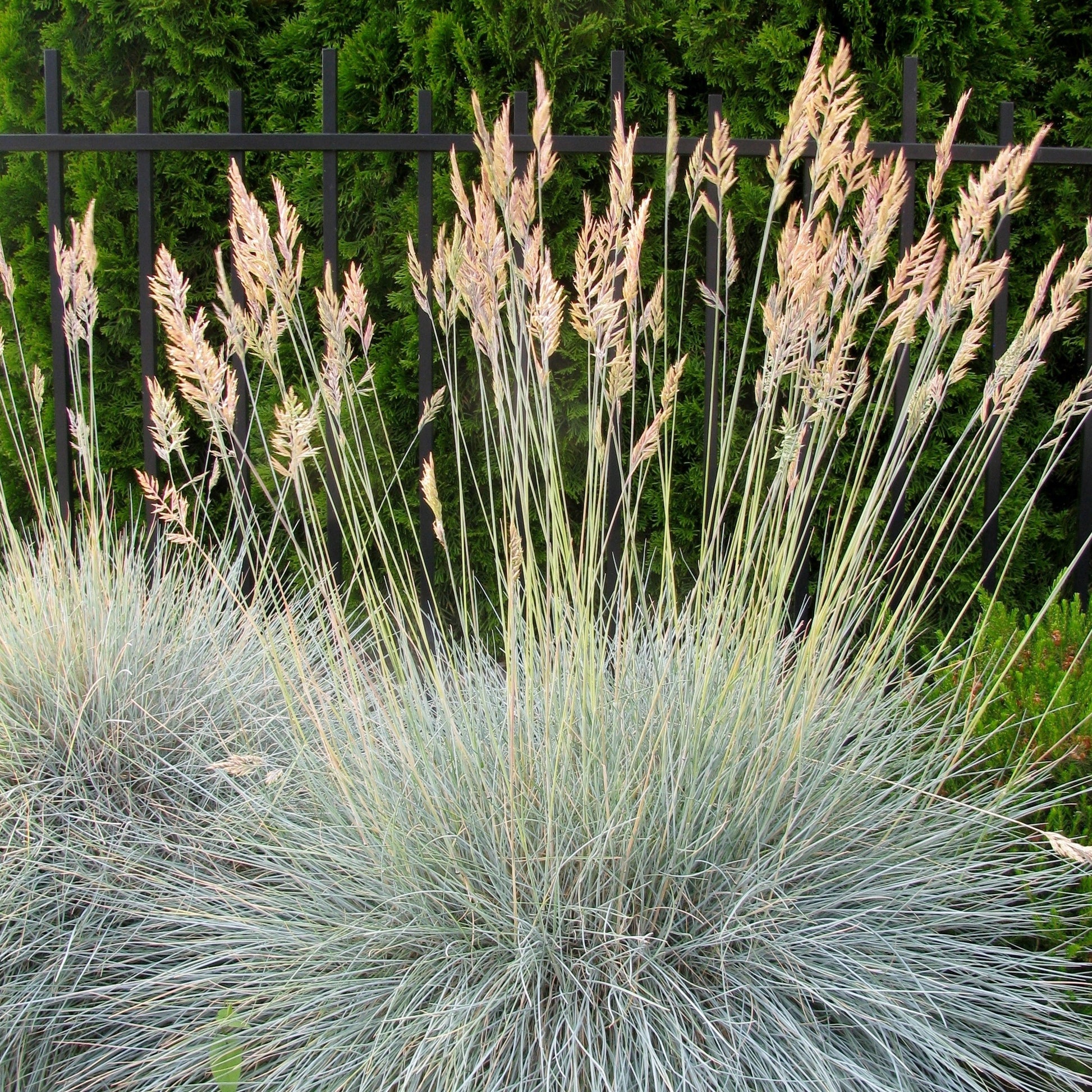 Fétuque bleue - Festuca ovina Glauca - Bakker