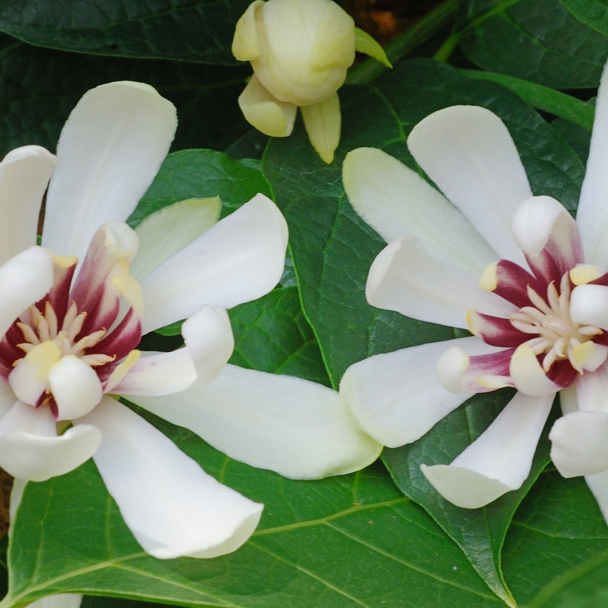 Sinocalycanthus venus - Arbre aux anémones Venus - Arbustes