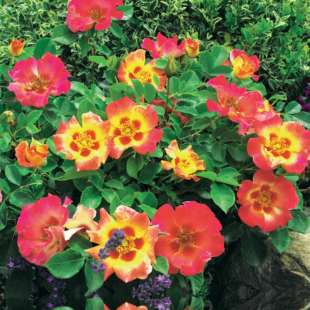 Rosier Babylon Eyes ® Sunshine Intereybabnus COV - Bakker