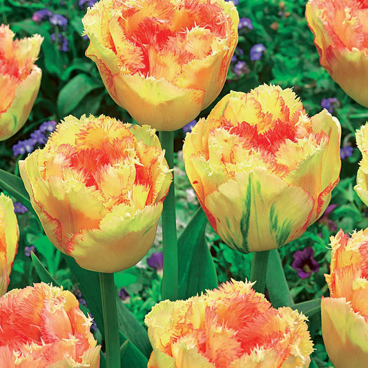 Tulipe double frangée Vaya con Dios - Bakker