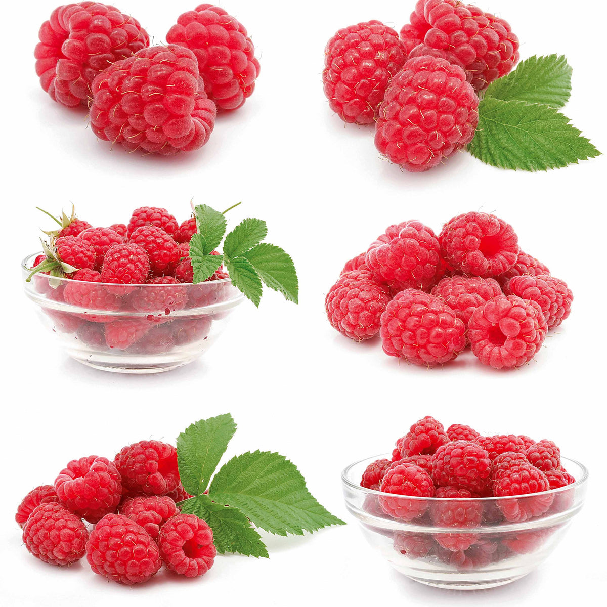 Framboisier nain et compact non remontant Beauté rubis ® - Rubus idaeus ruby beauty ® - Bakker