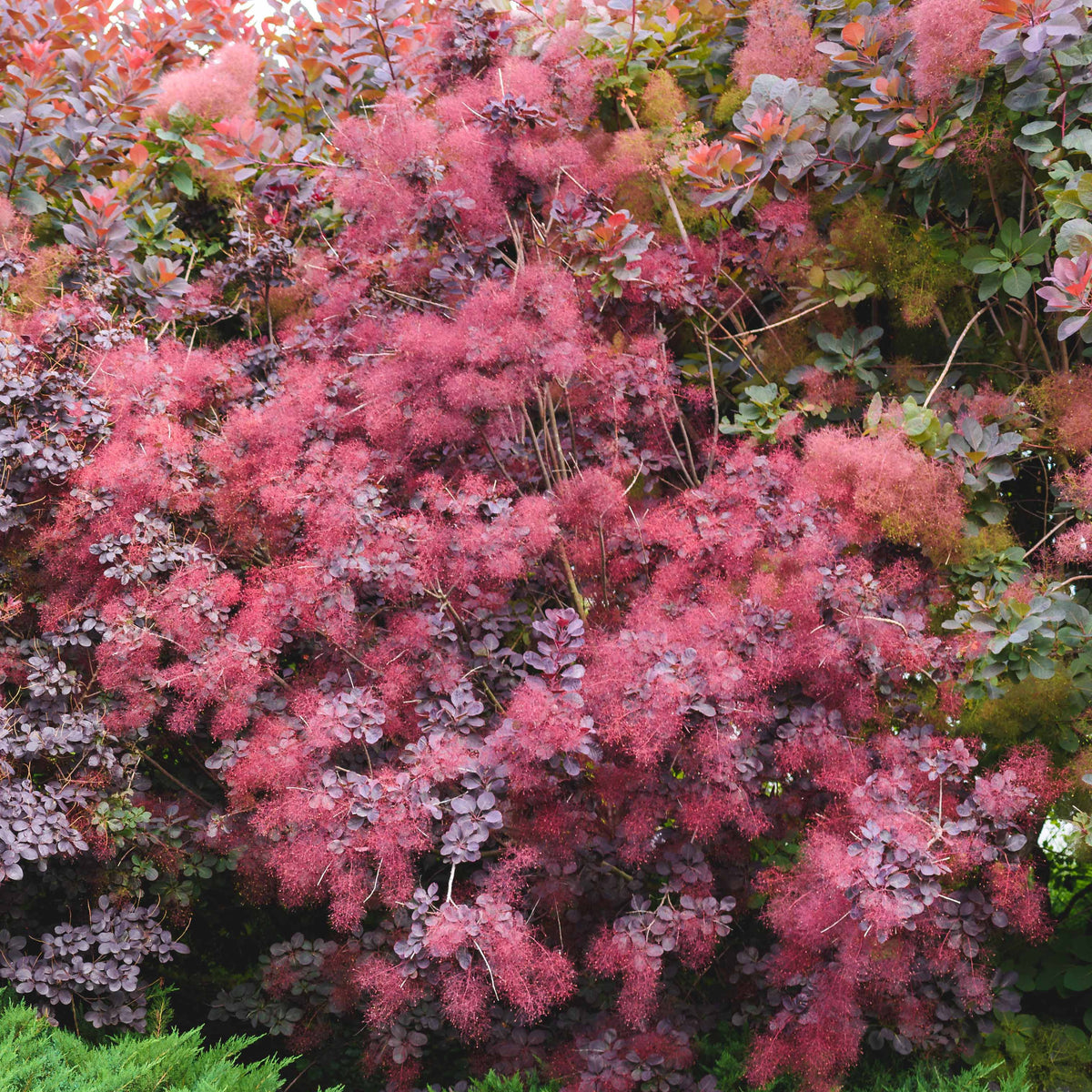 Arbre à perruque pourpre Royal Purple - Cotinus coggygria royal purple - Bakker