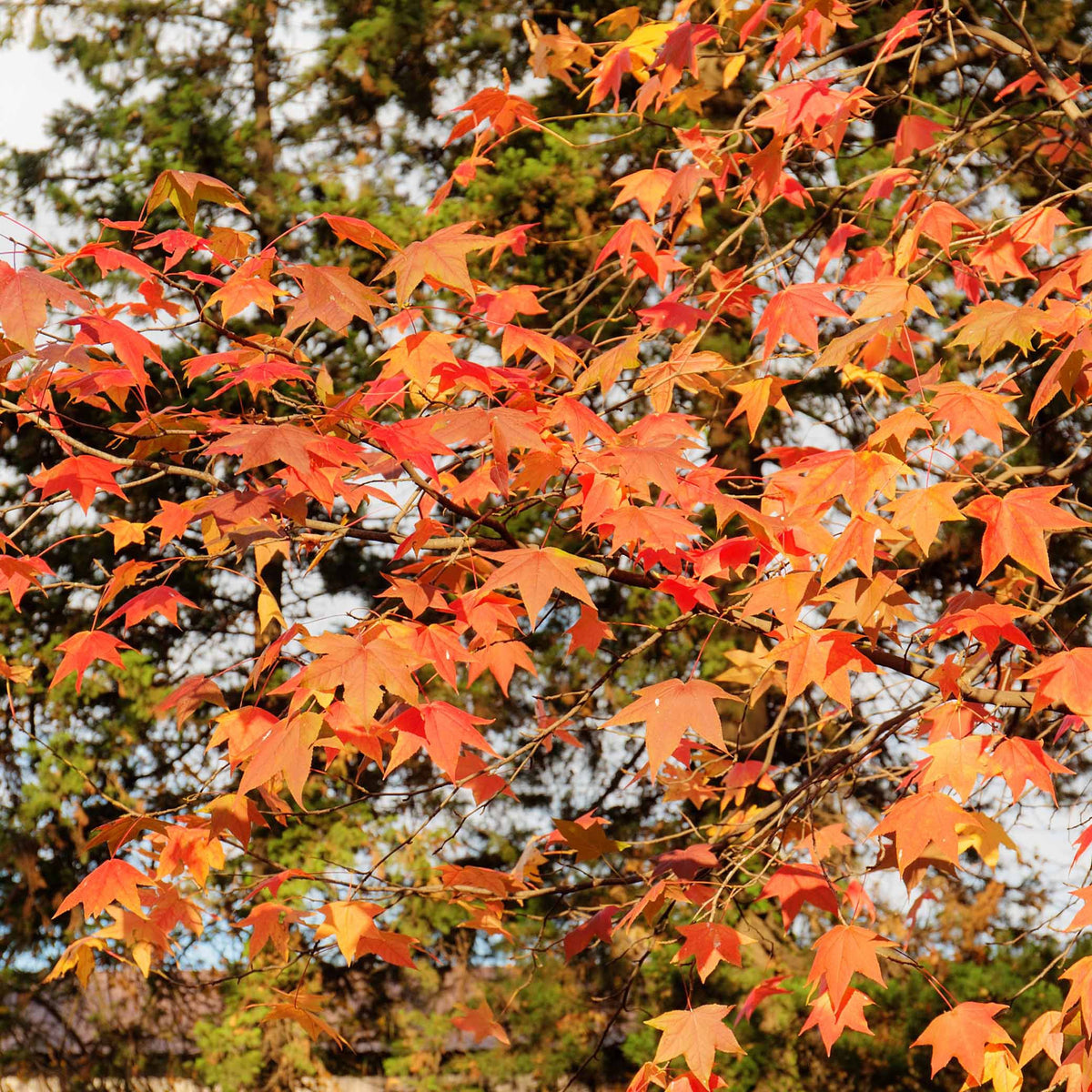 Liquidambar - Copalme - Copalme d'Amérique - Liquidambar - Liquidambar styraciflua