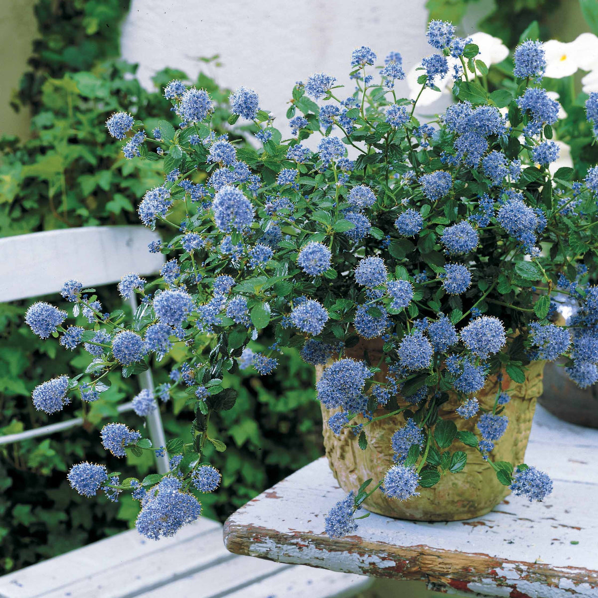 Céanothe - Lilas de californie - Céanothe repens - Ceanothus thyrsiflorus repens