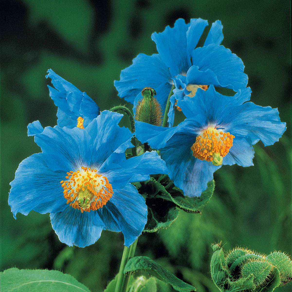 Meconopsis betonicifolia - 2 Pavots bleus de l'Himalaya - Vivaces fleuries