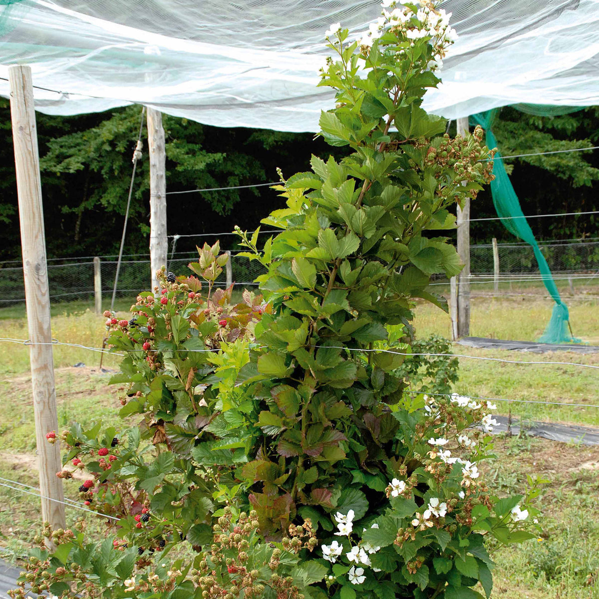 Mûriers - Mûrier Reuben - Rubus fruticosus reuben®